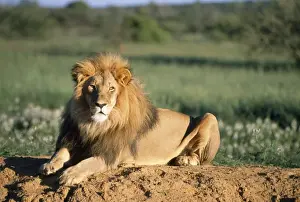 Lion Africa