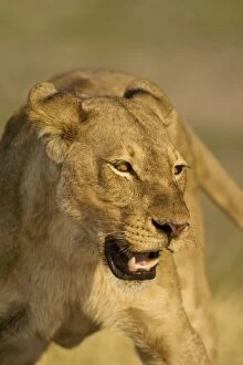 Lion - Aggressive posture of a lioness