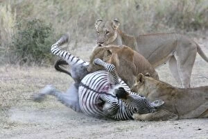 Images Dated 9th July 2004: Lion - three attacking Crawshay's Zebra