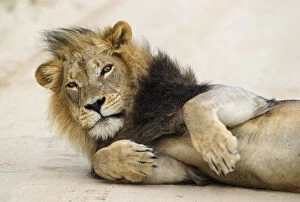 Lion - black-maned Kalahari male - having been disturbed