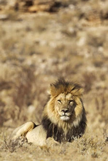 Lion - black-maned Kalahari male - resting - Kalahari