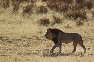 Black Mane Gallery: Lion - black-maned Kalahari male - roaming in