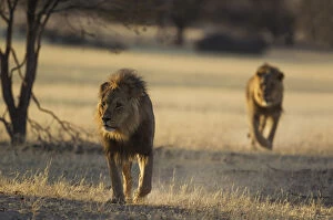 Lion - two black-maned Kalahari males - roaming