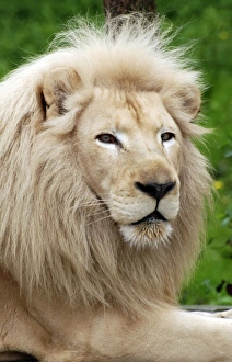Images Dated 25th April 2011: Lion - blonde variant