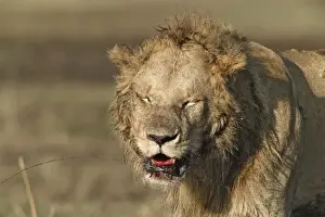 Blood Prints: Lion - with blood around mouth. Maasai Mara National Park - Kenya - Africa