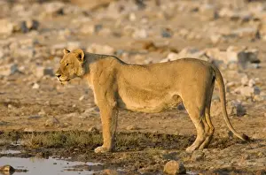 Lion Full body portrait of a lioness in early morning light Etosha National Park, Namibia, Africa