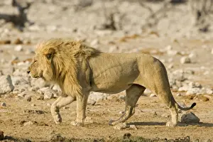 Lion Prints: Lion Full body portrait of pride male on the move Etosha National Park, Namibia, Africa