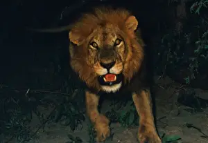 Threatening Prints: Lion charging - Lions become active at night