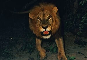 Lion charging - Lions become active at night, when its cooler. Then they become aggressive and bolder towards humans