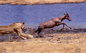 Agility Prints: Lion chasing Tsessebe CRH 978 M1 Moremi