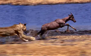 Agility Prints: Lion chasing Tsessebe CRH 978 M2 Moremi