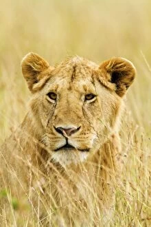 Images Dated 13th August 2011: Lion - close up