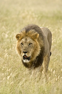 Images Dated 27th February 2008: Lion - close up of lion pursuing rival through territory - Kalahari - Botswana