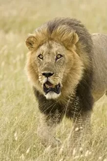 Images Dated 27th February 2008: Lion - close up of lion pursuing rival through territory - Kalahari - Botswana