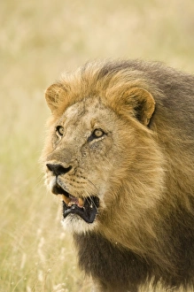 Images Dated 27th February 2008: Lion - close up of lion pursuing rival through territory - Kalahari - Botswana