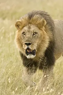 Lion - close up of lion pursuing rival through territory - Kalahari - Botswana