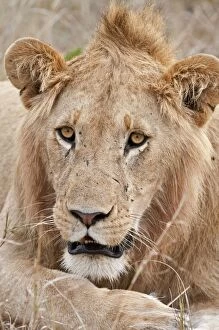 Images Dated 1st September 2010: Lion - close up of males head