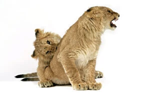 Play Fighting Collection: Lion cub (approx 16 weeks old) biting another cub
