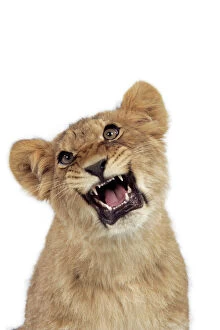 Lions Collection: Lion cub (approx 16 weeks old) growling