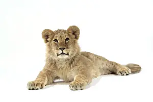 Big Cat Prints: Lion cub (approx 16 weeks old) laying