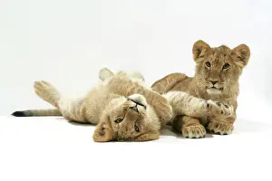 Cubs Prints: Lion cub (approx 16 weeks old) laying together
