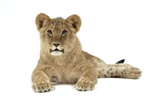 Lion cub (approx 16 weeks old) laying down