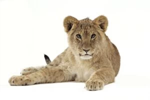 Images Dated 26th January 2007: Lion cub (approx 16 weeks old) laying