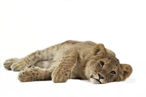 Lion cub (approx 16 weeks old) lying on side