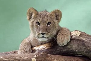 Lion cub (approx 16 weeks old) lying on log