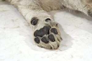 Lion cub (approx 16 weeks old) paw