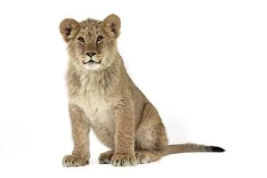 Lion cub (approx 16 weeks old) sitting