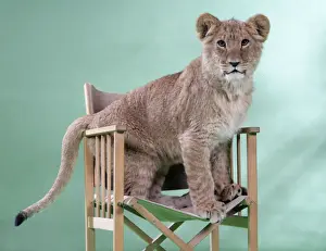 Lion cub (approx 16 weeks old) sitting on safari chair