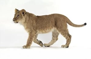Images Dated 26th January 2007: Lion cub (approx 16 weeks old) walking