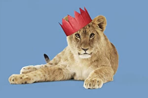 Approx Gallery: Lion cub (approx 16 weeks old) wearing Christmas party hat
