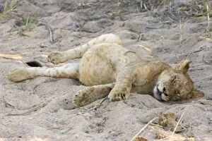 Images Dated 4th August 2008: Lion - cub with full belly sleeping - Mala Mala Reserve - South Africa