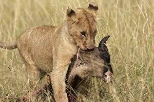 Images Dated 28th August 2004: Lion cub - carrying kill