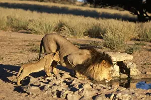 Fathers Prints: Lion - and cub - Chobe National Park - Botswana