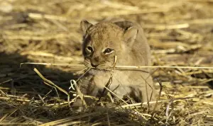 Lion Cub CRH 892 6 week old lion cub with dried grass in mouth - Moremi, Botswana Panthera leo © Chris Harvey / ARDEA LONDON