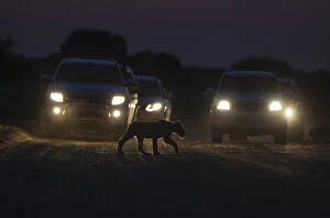Lion - a cub crosses a road at dawn - the cars behind