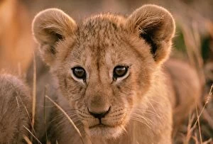 Big Cats Collection: Lion cub FL 569 Maasai Mara, Kenya Panthera leo © Ferrero-Labat / ardea.com