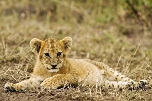 Images Dated 14th August 2011: Lion - cub in grassland