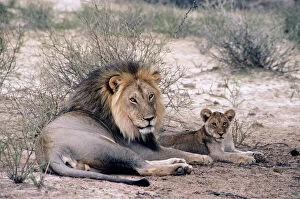 Images Dated 8th March 2007: Lion - & cub Kalahari, Africa