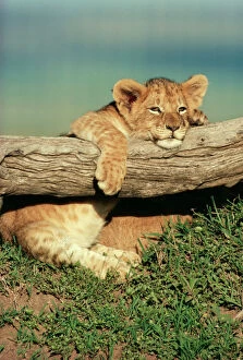 Lions Collection: Lion Cub on log