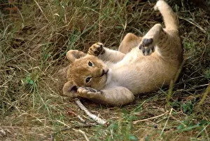 Lion Cub. Maasai Mara, Kenya, Africa