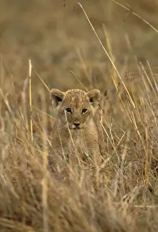 Conservation Prints: Lion - cub - Maasai Mara National Park