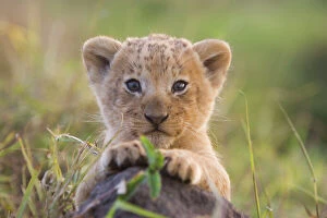 Images Dated 5th August 2007: Lion - cub - Masai Mara Triangle - Kenya