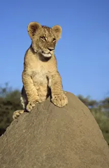 Stand Out Prints: Lion Cub - on mound. Maasai Mara - Kenya - Africa