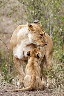 Images Dated 14th August 2011: Lion - cub playing with mother