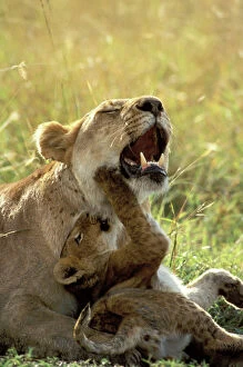 Play Fighting Collection: Lion Cub playing with mother. Maasai Mara - Kenya - Africa