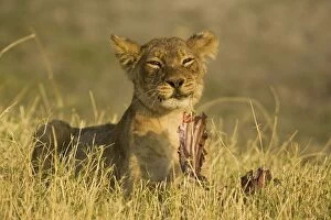 Lion - The cub seems to be quite content with the meal